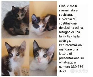 Gattina adorabile
