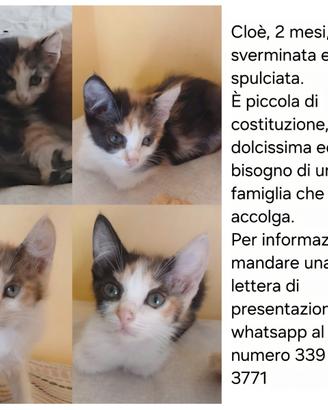 Gattina adorabile