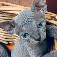 Disponibili Sphynx con pedigree, vaccinazioni,