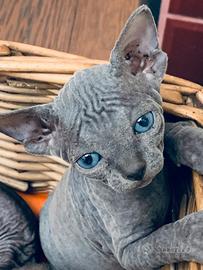 Disponibili Sphynx con pedigree, vaccinazioni,