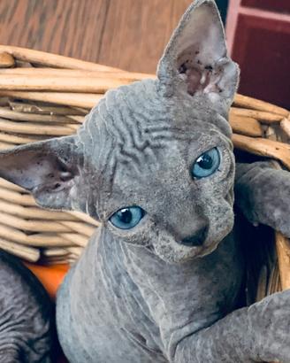Disponibili Sphynx con pedigree, vaccinazioni,