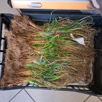 cipolle di tropea da semina