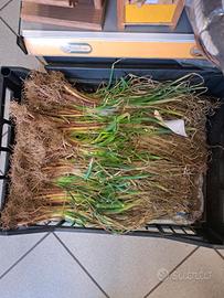 cipolle di tropea da semina