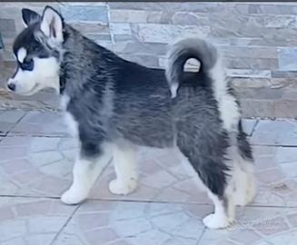 Cucciola di Siberian Husky