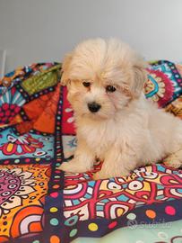 Maltipoo ultimi maschi coreani