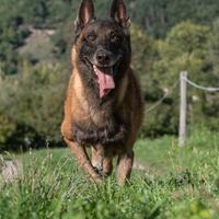 Pastore belga malinois disponibile per monta