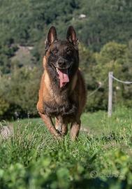 Pastore belga malinois disponibile per monta