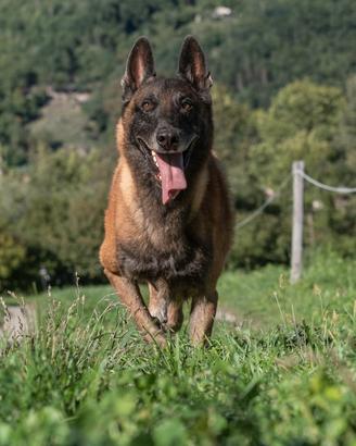 Pastore belga malinois disponibile per monta