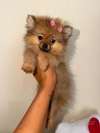 Spitz
