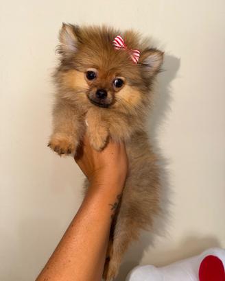 Spitz