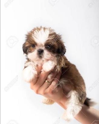 Shih Tzu