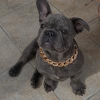 Cucciolo Bulldog, francese blu Maschio