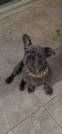 Cucciolo Bulldog, francese blu Maschio