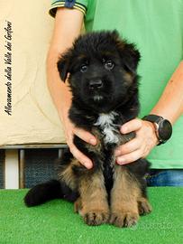 Cuccioli di Pastore Tedesco con pedigree Enci