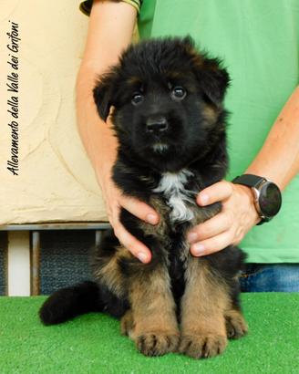 Cuccioli di Pastore Tedesco con pedigree Enci