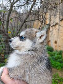 Cuccioli siberia husky