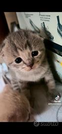 Cucciolina di scottish fold