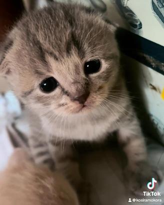 Cucciolina di scottish fold