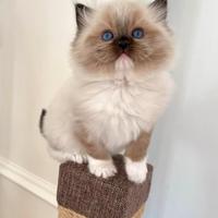 Lenù, Ragdoll seal mitted di 2 mesi. Pedigree AGI