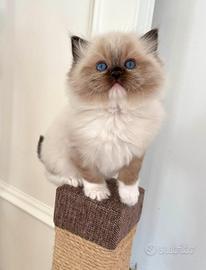 Lenù, Ragdoll seal mitted di 2 mesi. Pedigree AGI