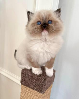 Lenù, Ragdoll seal mitted di 2 mesi. Pedigree AGI