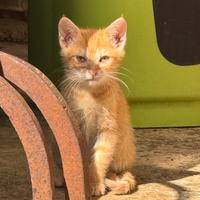 Cuccioli Gattini