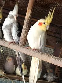 PAppagalli calopsiti