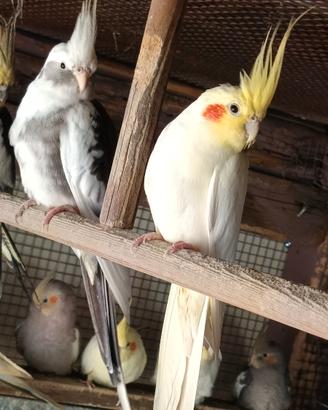 PAppagalli calopsiti