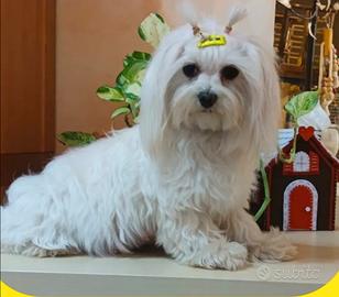 Maltese femmina