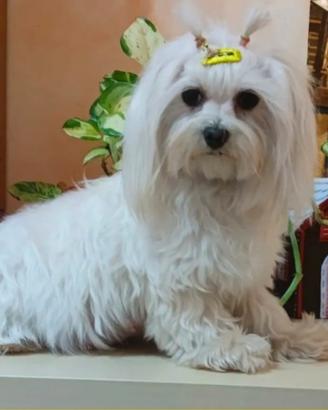 Maltese femmina
