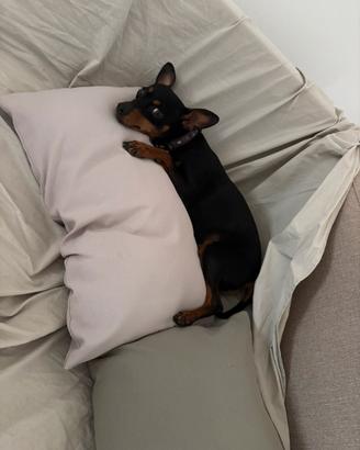 Cagnolina per monta