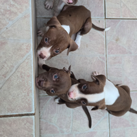 Cuccioli Pitbull red nose