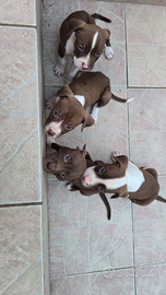 Cuccioli Pitbull red nose