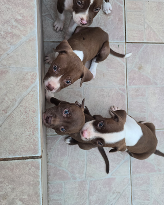 Cuccioli Pitbull red nose