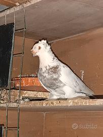 Maschio doppio cuffo con piume sulle gambe