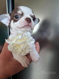Femmina chihuahua 60 giorni