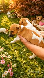 Jack russel maschietti 