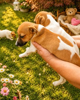 Jack russel maschietti 