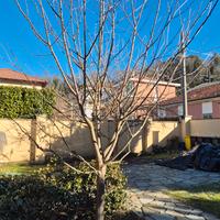 Ciliegio Mora di Vignola di 7 anni da trapiantare