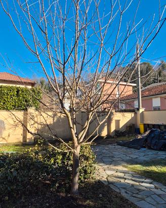 Ciliegio Mora di Vignola di 7 anni da trapiantare