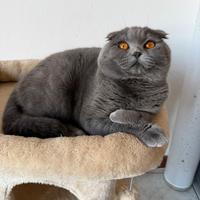 Gatto Scottish fold 11 mese maschio