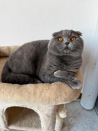 Gatto Scottish fold 11 mese maschio