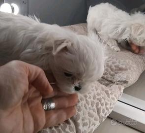 Maltesi linea coreana