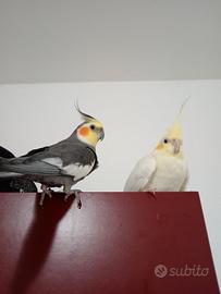 Coppia di calopsite da riproduzione