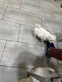 Cucciolo di maltese