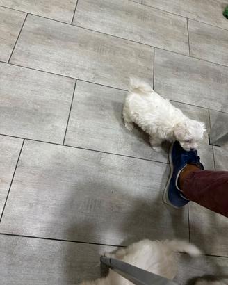 Cucciolo di maltese