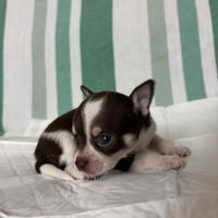 5 Cuccioli di Chihuahua