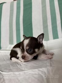 5 Cuccioli di Chihuahua