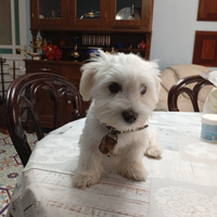 Cucciolo maltese