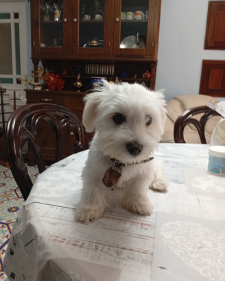 Cucciolo maltese